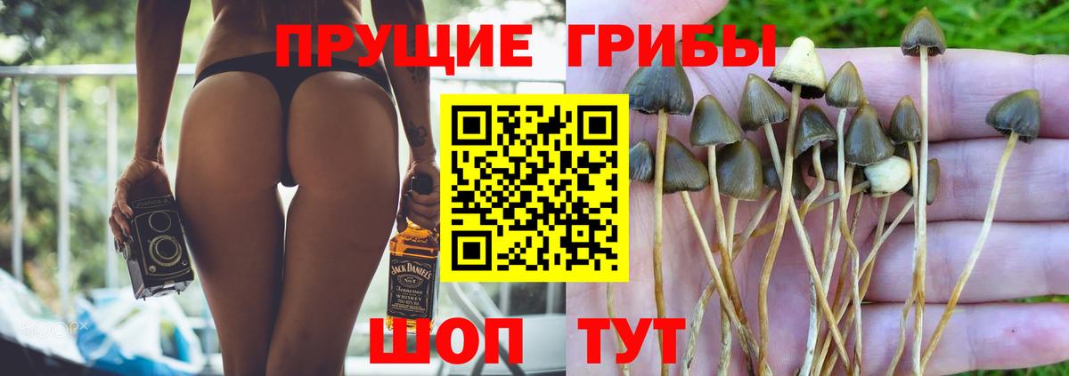 Псилоцибиновые грибы прущие грибы  Вход с VPN  Саров 